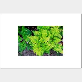 Red and Yellow Coleus Plant Leaves Posters and Art